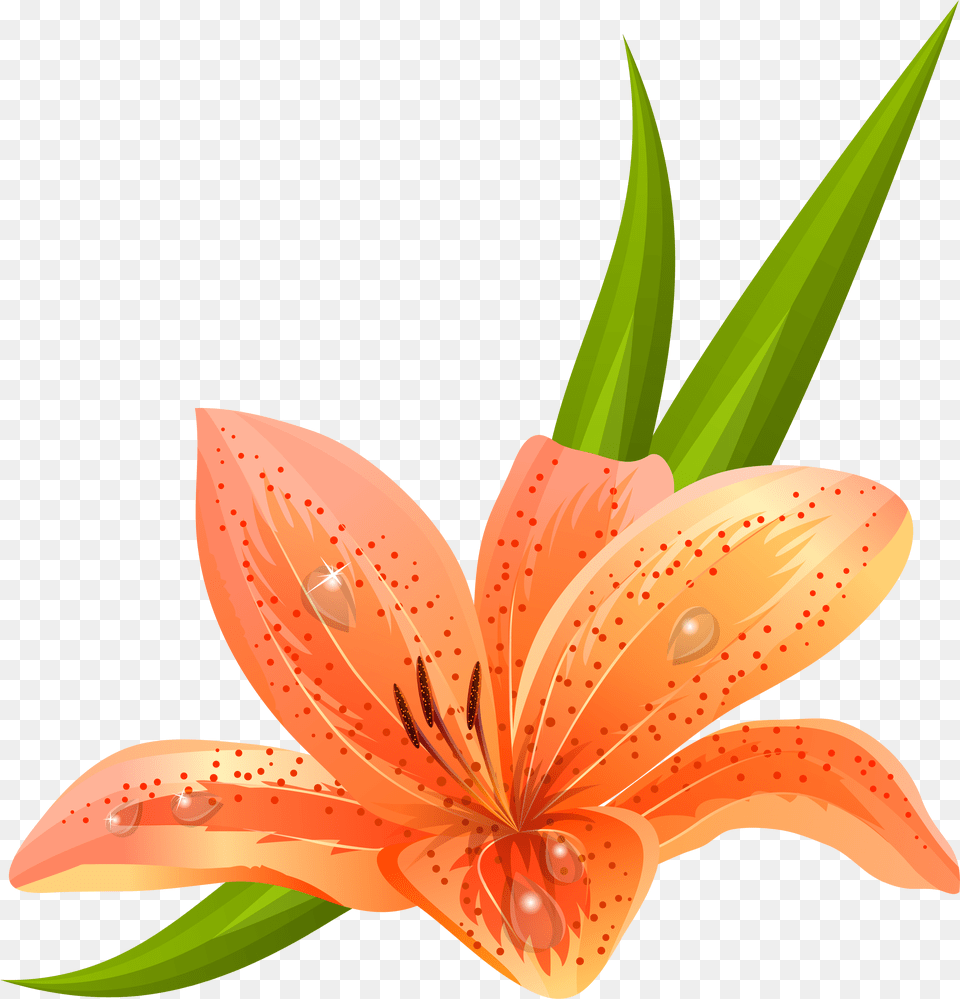 Orange Lilium Clipart Picture, Flower, Lily, Plant, Animal Png