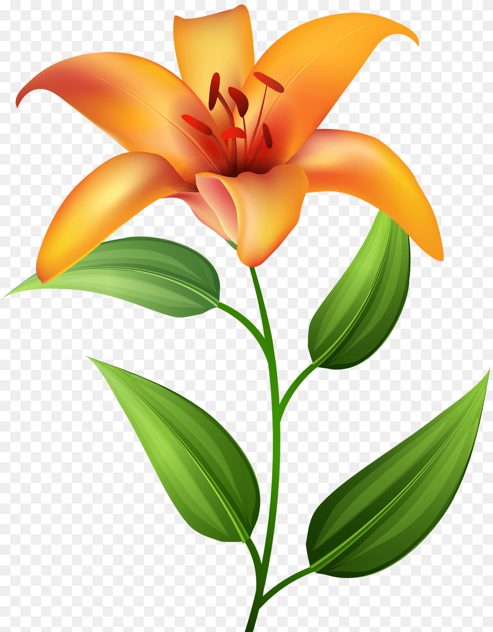 Orange Lilium Transparent Clip Png