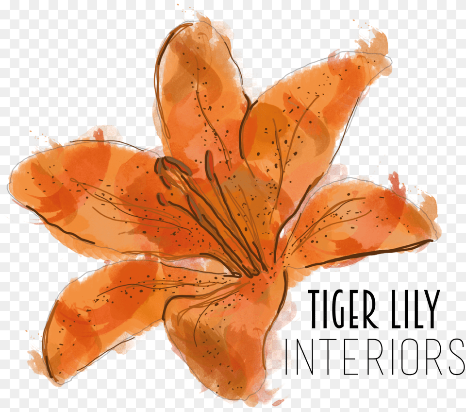 Orange Lily, Flower, Plant, Person, Anther Free Png Download