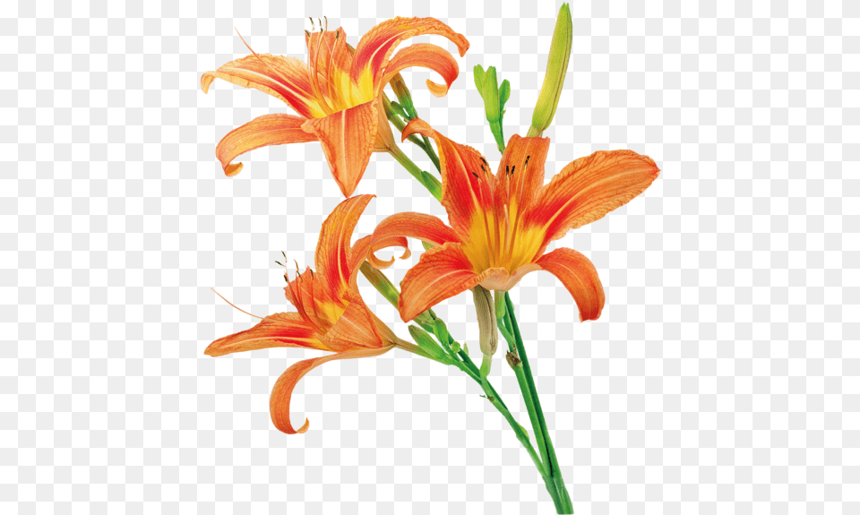 Orange Lily, Flower, Plant, Anther Png Image