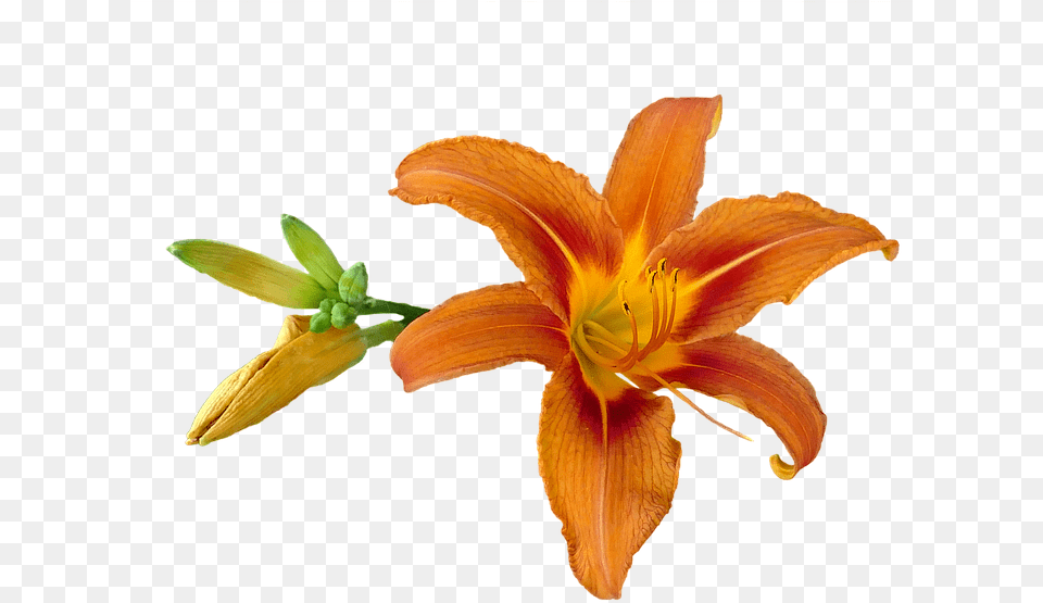 Orange Lily, Flower, Plant Png