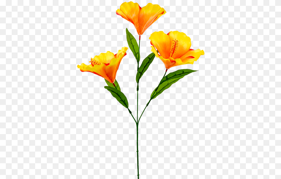 Orange Lily, Flower, Petal, Plant Free Transparent Png