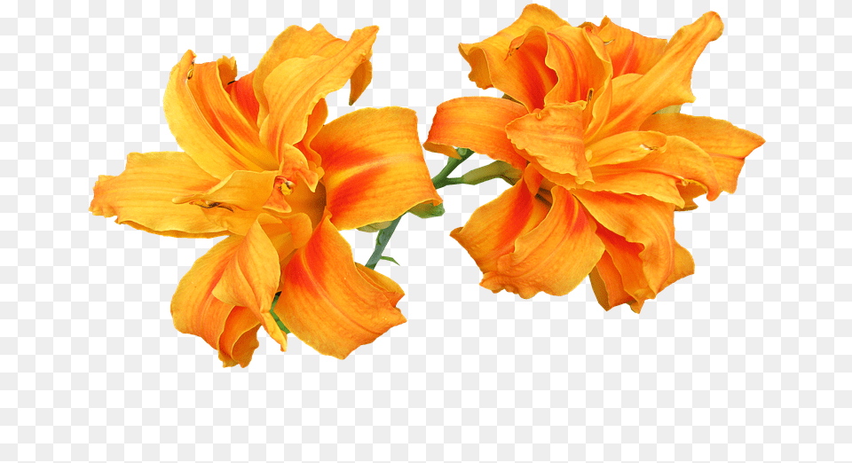 Orange Lily, Flower, Plant, Petal, Anther Free Png Download