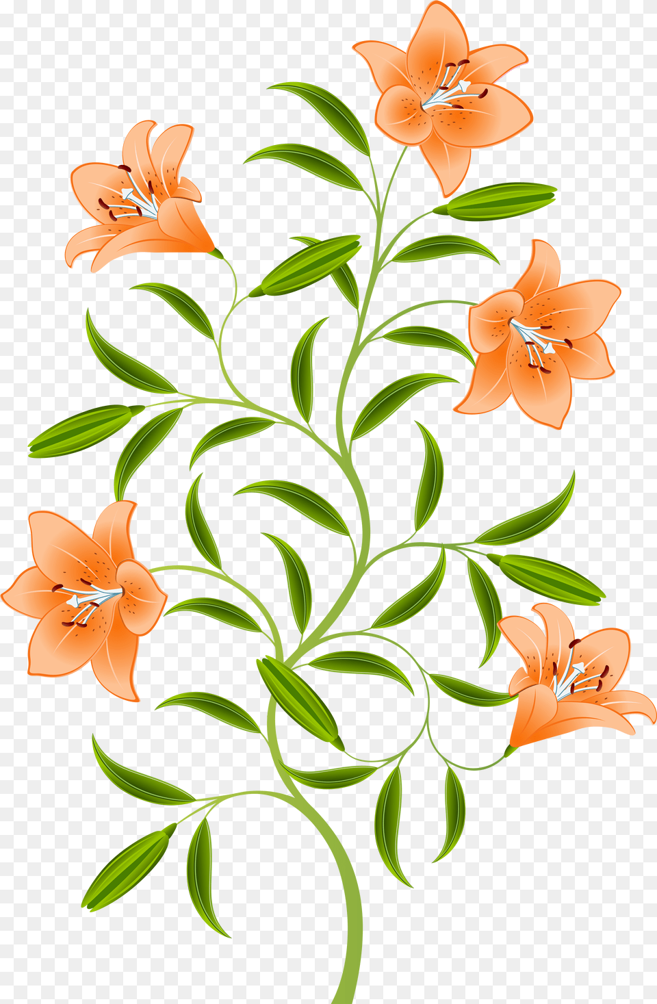 Orange Lily Background Transparent Tiger Lily, Accessories, Portrait, Photography, Person Free Png Download