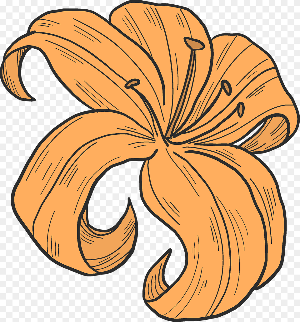 Orange Lily Clipart, Flower, Plant Png