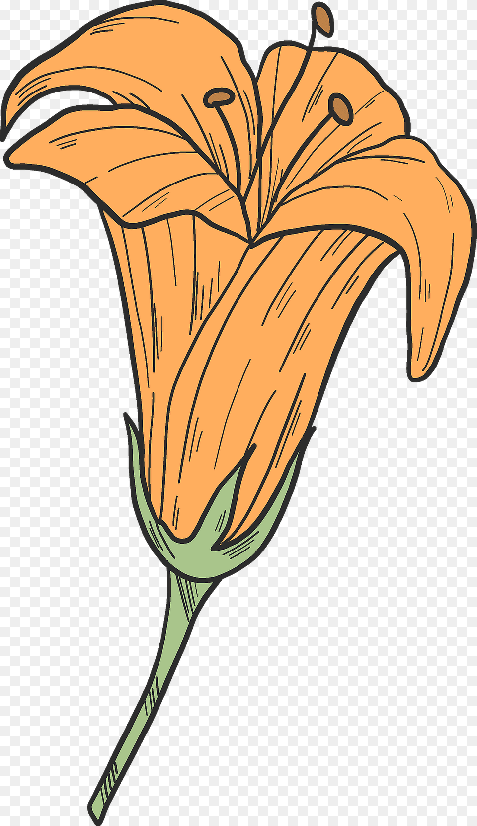 Orange Lily Clipart, Flower, Plant, Person Png