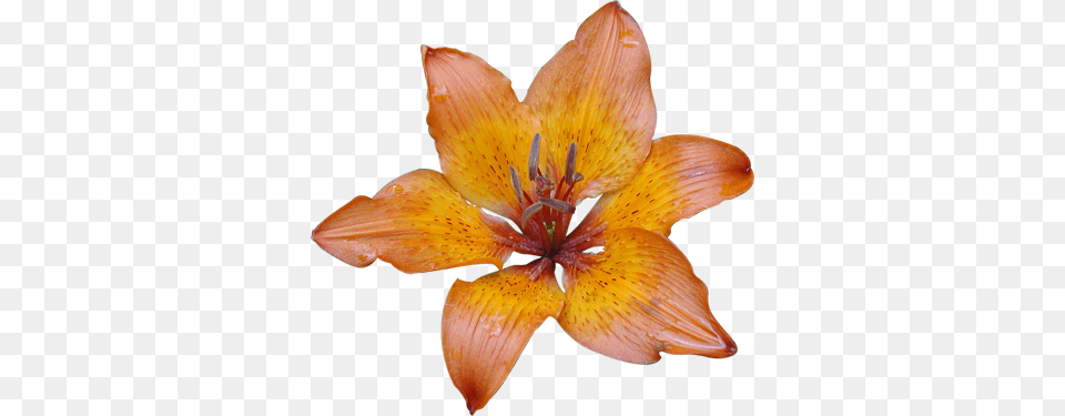 Orange Lily Clipart Clipart, Flower, Plant, Animal, Fish Png Image