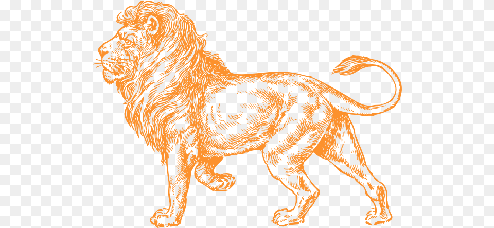 Orange Lion Logo Realistic Lion Clipart Black And White, Animal, Mammal, Wildlife, Tiger Free Png Download