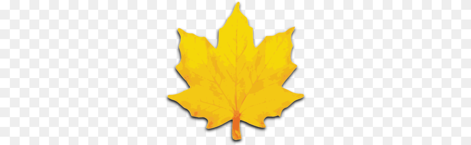 Orange Maple Leaf Clip Art, Maple Leaf, Plant, Tree, Person Free Transparent Png