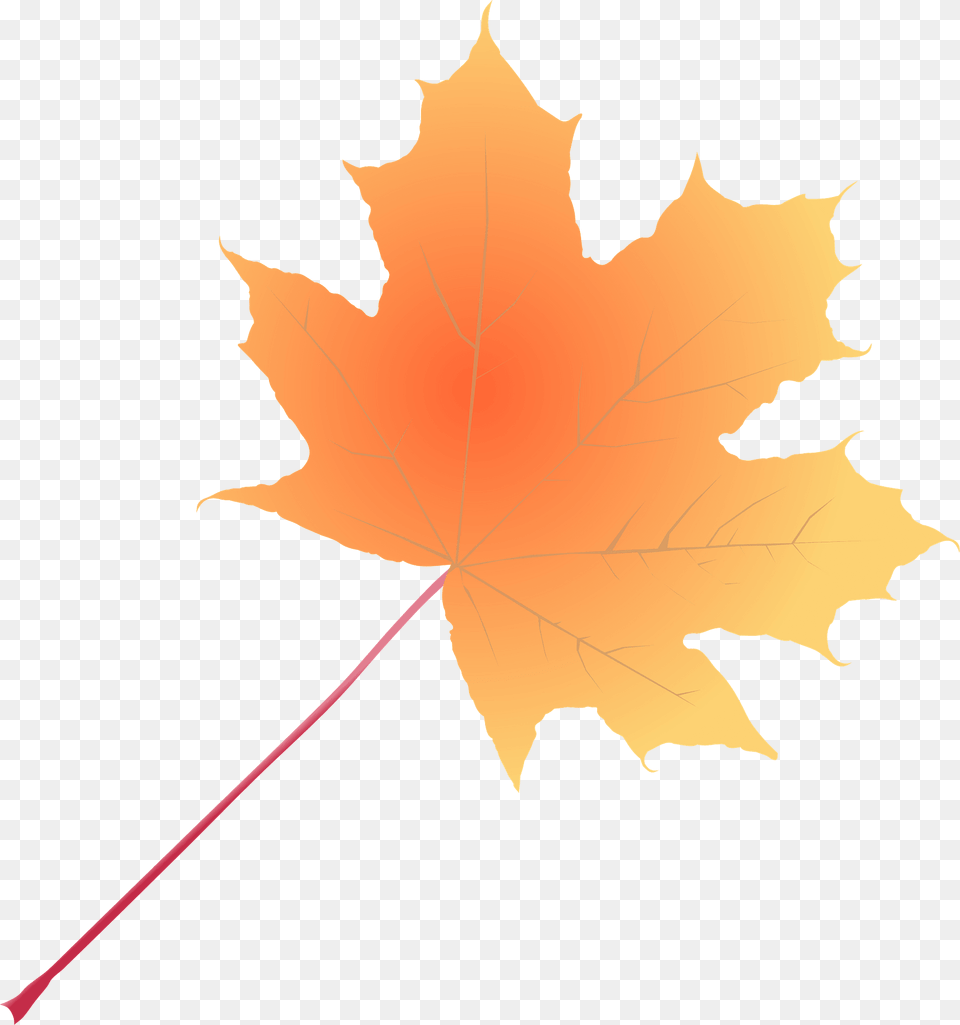 Orange Mapple Leaf Clipart, Maple Leaf, Plant, Tree Png Image