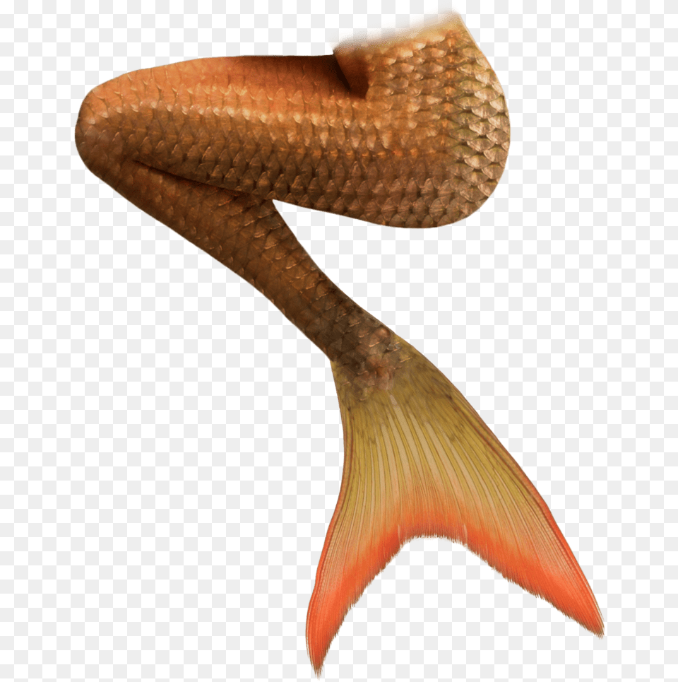 Orange Mermaid Tails Cauda De Sereia Imagens, Animal, Fish, Sea Life Free Png Download