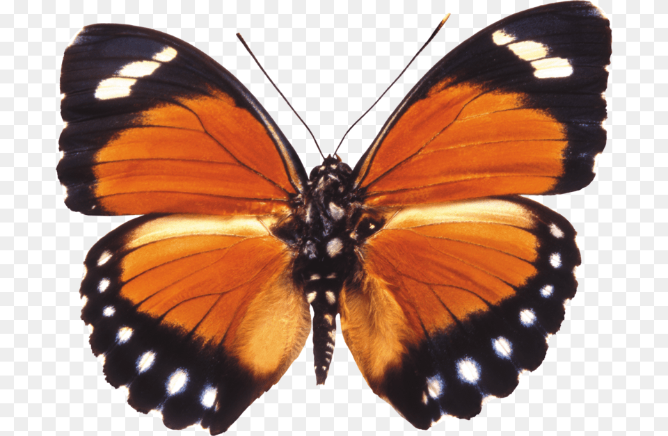 Orange Moth, Animal, Insect, Invertebrate, Butterfly Png