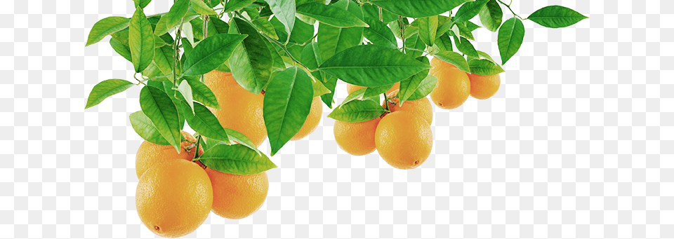 Orange Orange Tree Leaf, Citrus Fruit, Food, Fruit, Grapefruit Png