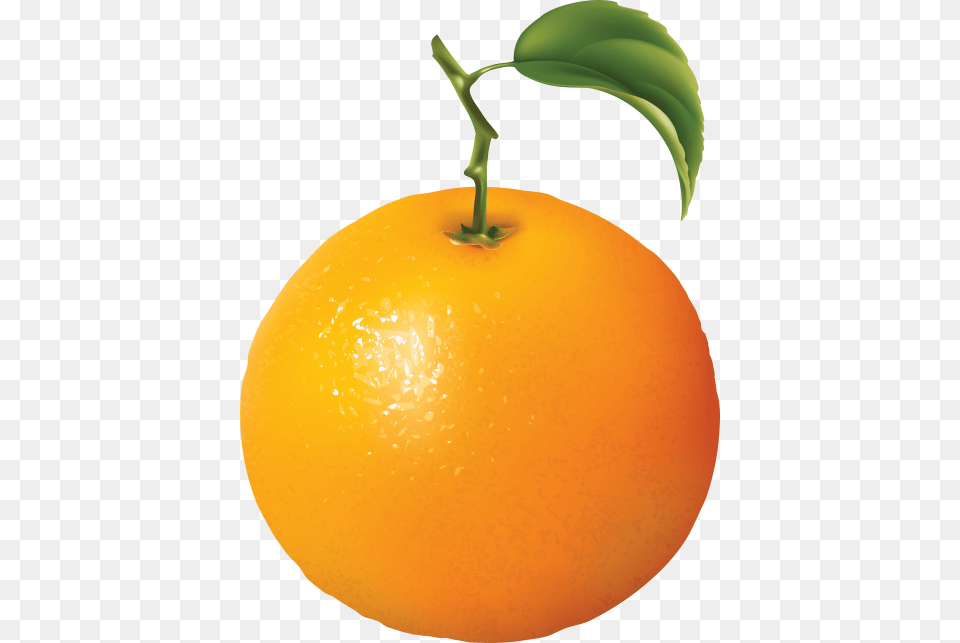 Orange Oranges, Citrus Fruit, Food, Fruit, Grapefruit Free Transparent Png