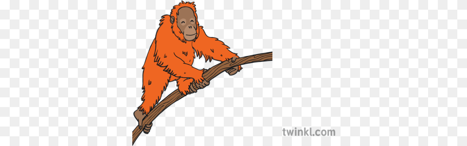 Orange Orangutan Illustration Twinkl New World Monkey, Animal, Mammal, Wildlife, Tiger Png