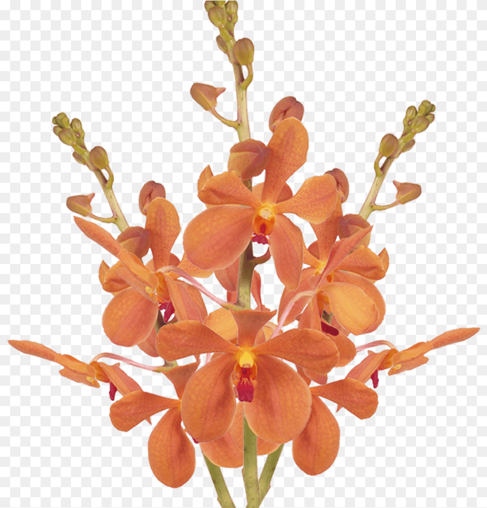 Orange Orchid Blooms Loose Orchids Wholesale Moth Orchids, Flower, Plant, Petal Png
