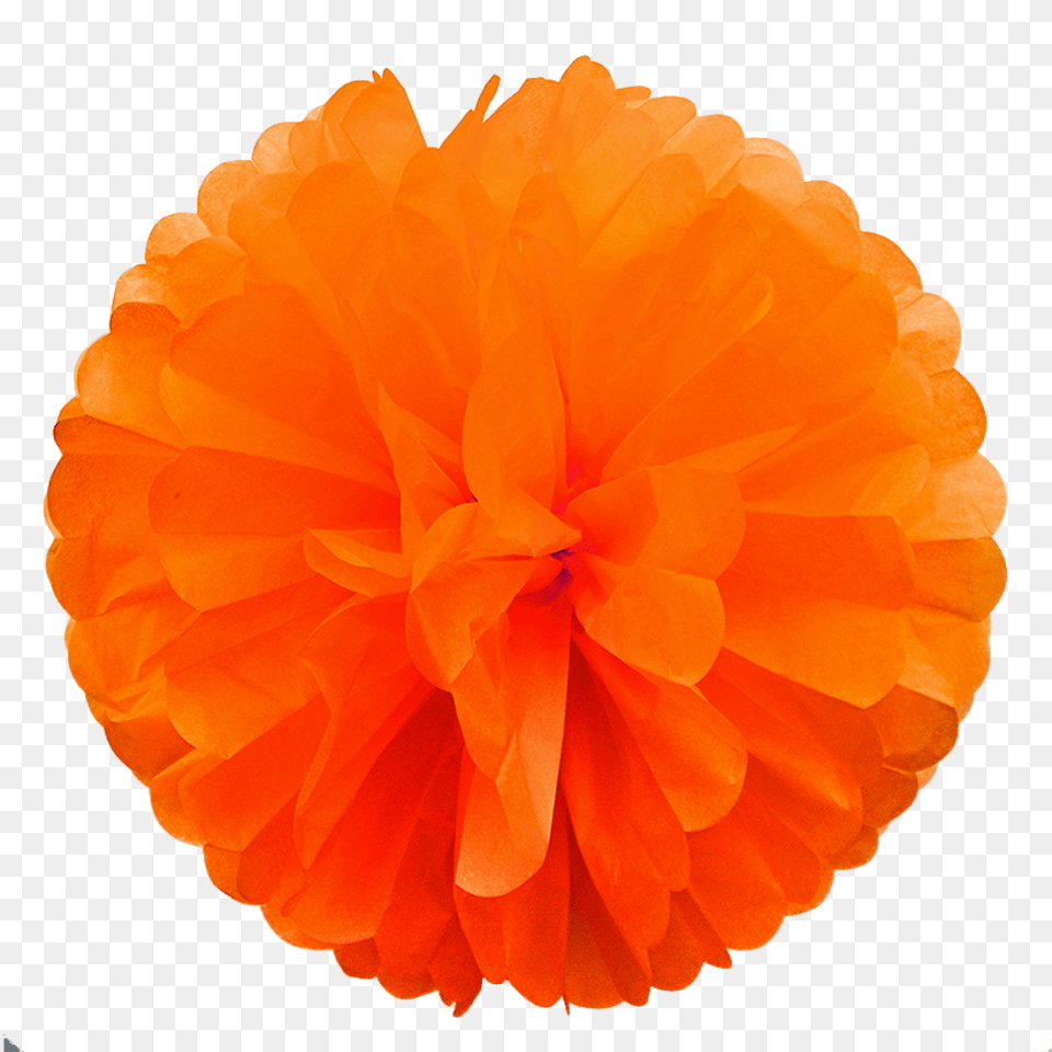 Orange Paper Pom Pom, Dahlia, Flower, Plant, Rose Png