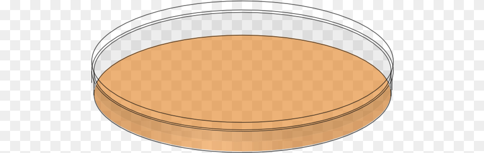 Orange Petri Dish Empty Clip Art Vector Clip Petri Dish Clip Art, Oval, Hot Tub, Tub Free Png Download