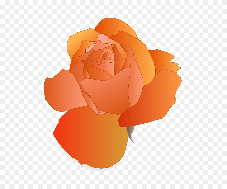 Orange Rose, Flower, Petal, Plant Png