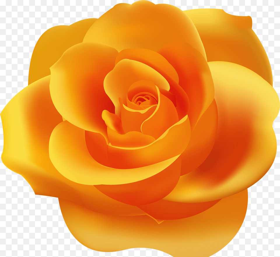 Orange Rose Clip Art Png Image