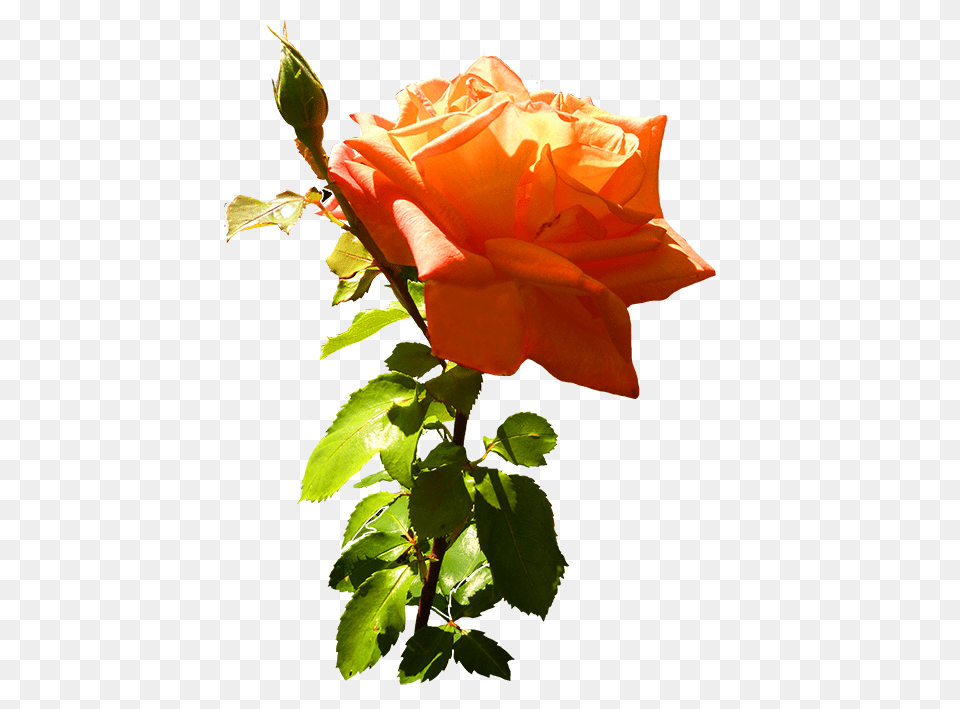 Orange Rose Clip Art With Leaves And Stem Transparent Roses, Flower, Flower Arrangement, Flower Bouquet, Plant Png Image