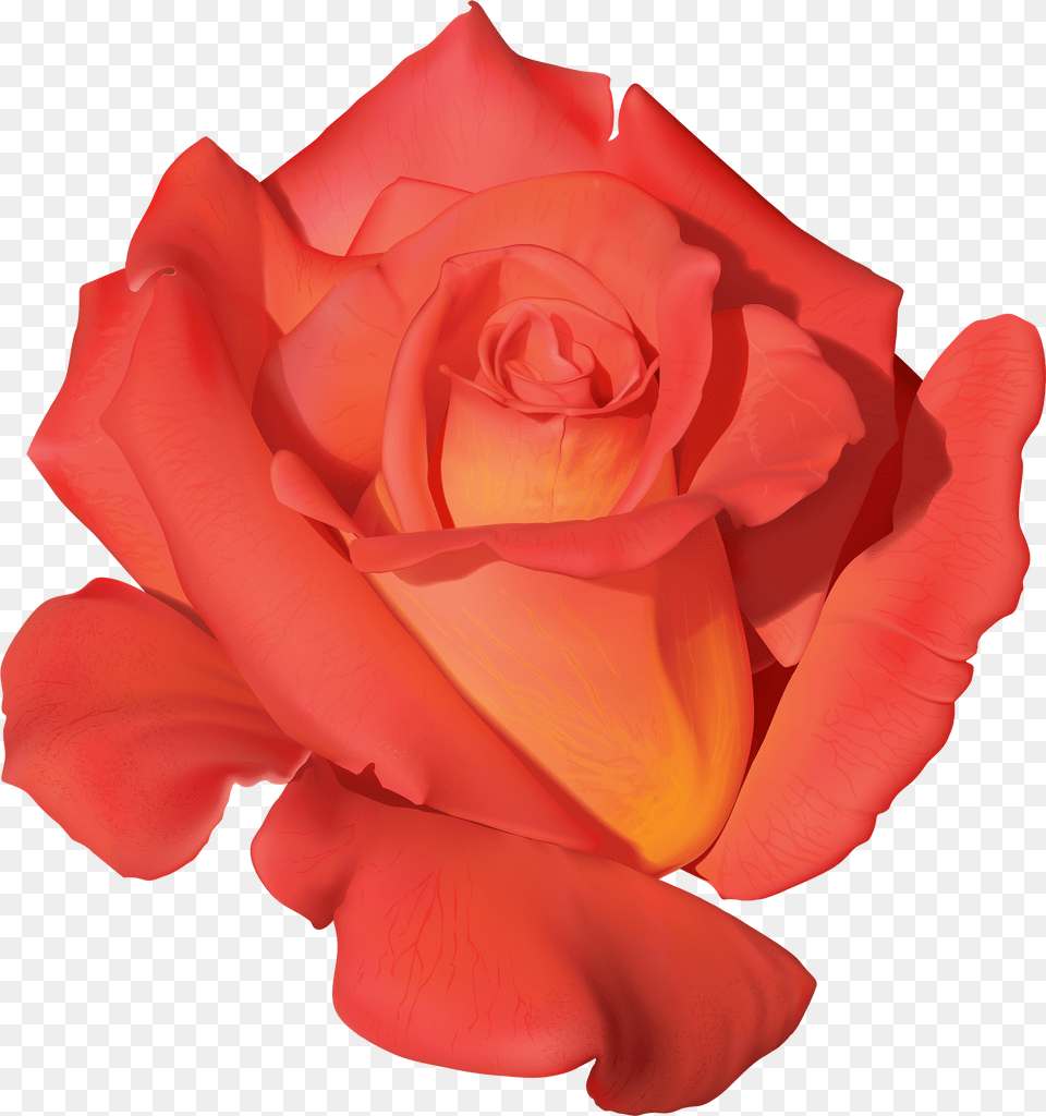 Orange Rose Clipart, Flower, Petal, Plant Free Png Download