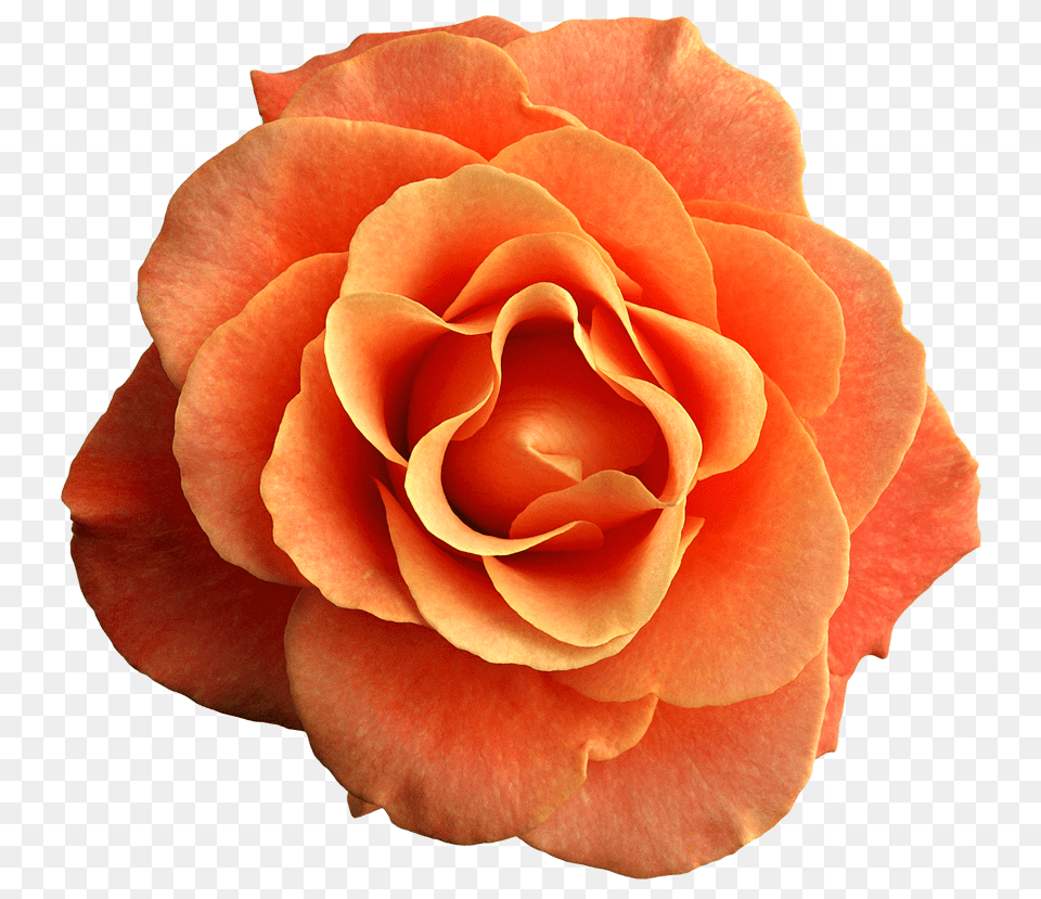Orange Rose Clipart Background Orange Flower, Petal, Plant Png Image