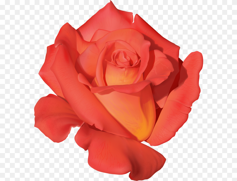 Orange Rose Clipart Portable Network Graphics, Flower, Petal, Plant Free Transparent Png
