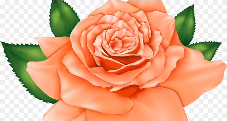Orange Rose Clipart Vintage, Flower, Plant, Petal Png Image