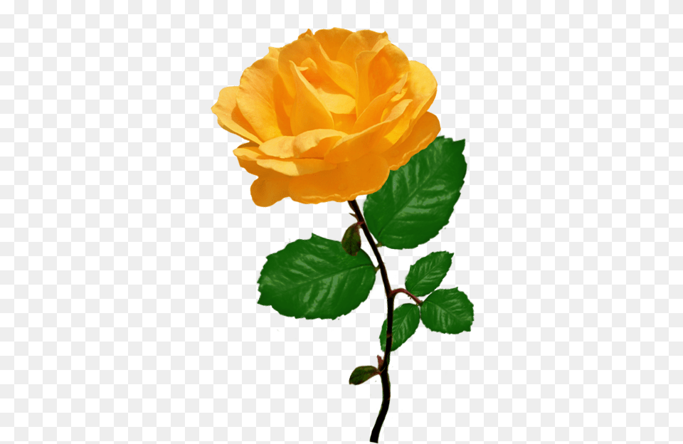 Orange Rose Clipart With Leaves Stalk Of Roses Yellow, Flower, Plant, Leaf Png Image