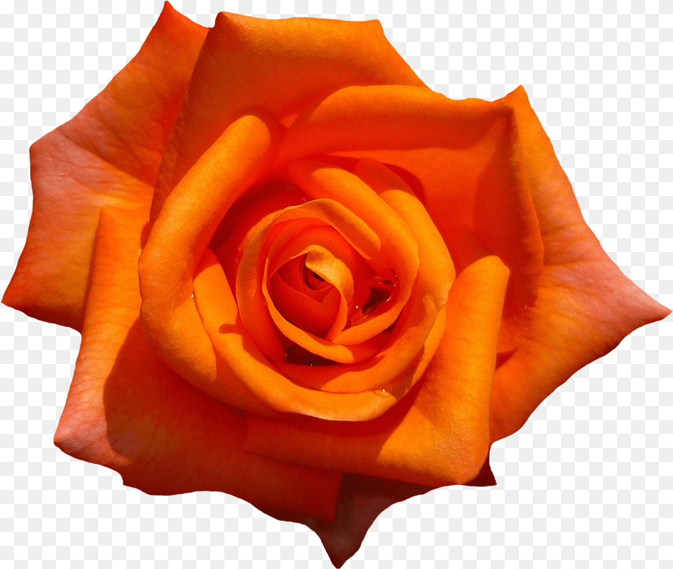 Orange Rose Flower Top View Image Aesthetic Orange Flower, Plant, Petal Free Png