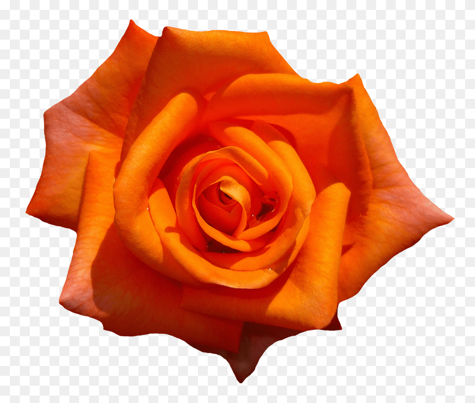 Orange Rose Flower Top View Purepng Plant Free Png Download
