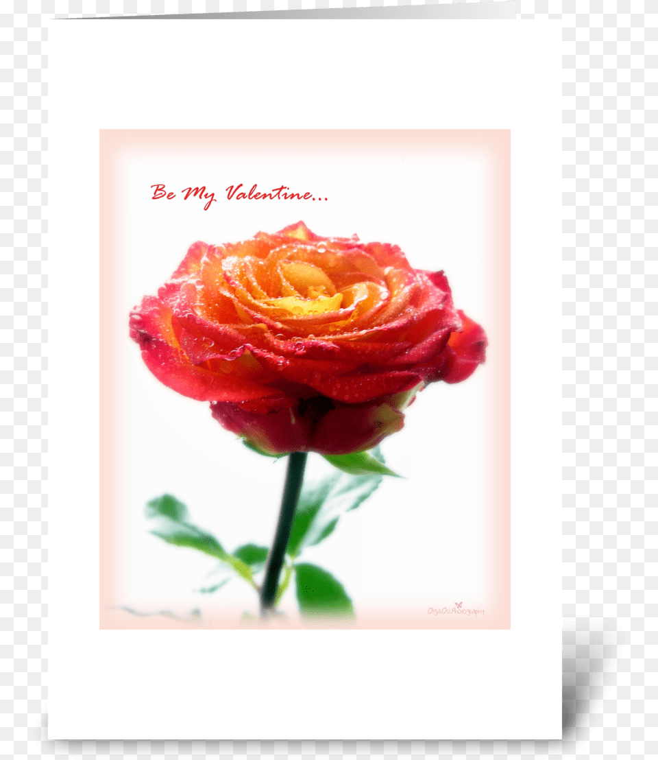 Orange Rose Greeting Card Floribunda, Flower, Plant Png Image