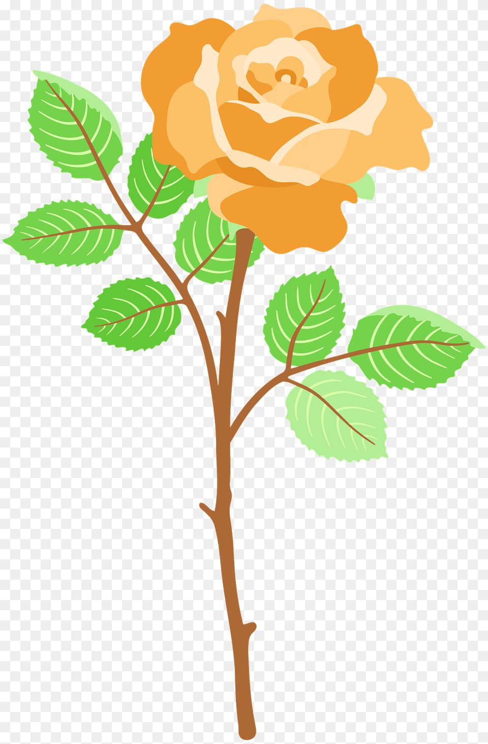 Orange Rose On The Stem Clipart, Flower, Plant, Leaf, Pattern Png Image