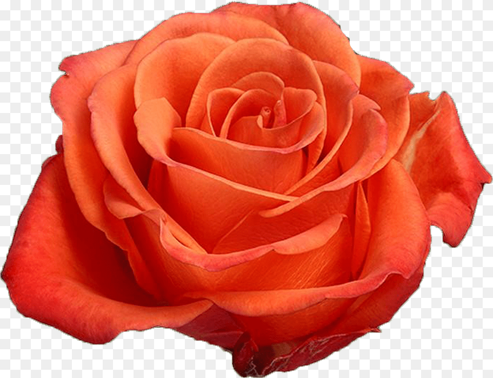 Orange Rose Previous Orange Crush Rose Flower, Plant, Petal Png