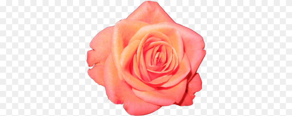 Orange Rose Transparent Laugh Rose Poster Print By Lauren Gibbons, Flower, Plant, Petal Png Image