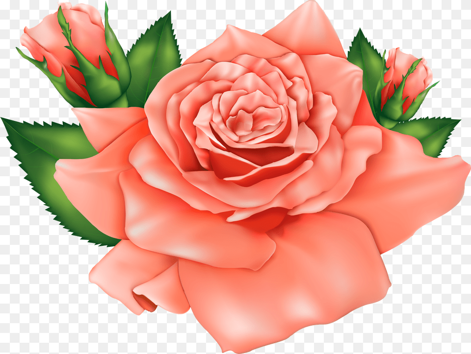 Orange Roses Image Peach Flower Clipart Png