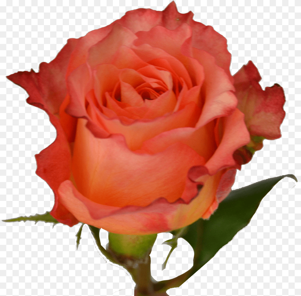 Orange Roses Rose, Flower, Plant Free Transparent Png