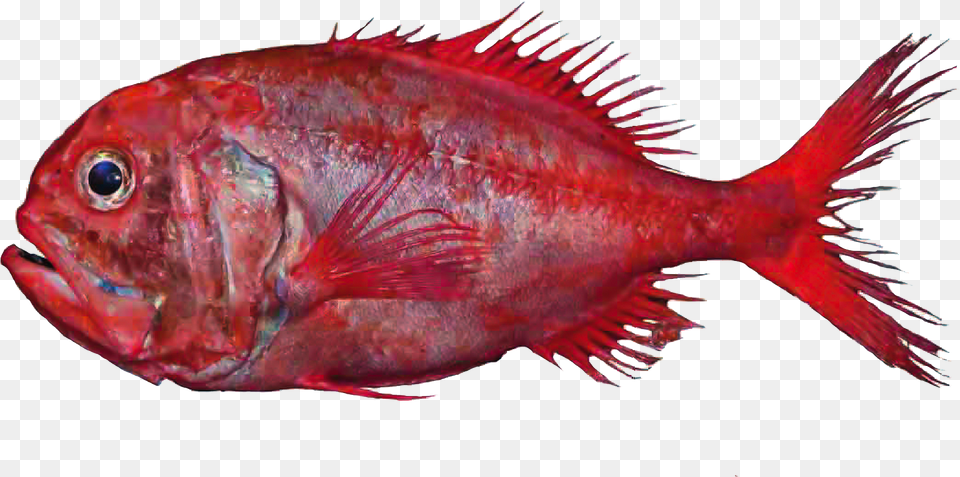 Orange Roughy Fish, Animal, Sea Life Free Transparent Png