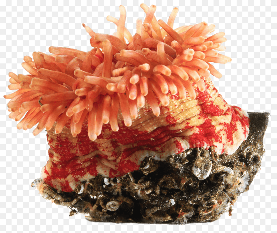 Orange Sea Anemone, Animal, Sea Life, Invertebrate, Sea Anemone Free Png