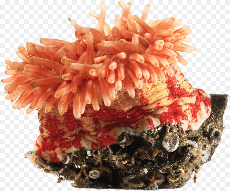 Orange Sea Anemone Sea Anemone Clip Art, Animal, Invertebrate, Sea Life, Sea Anemone Free Png Download