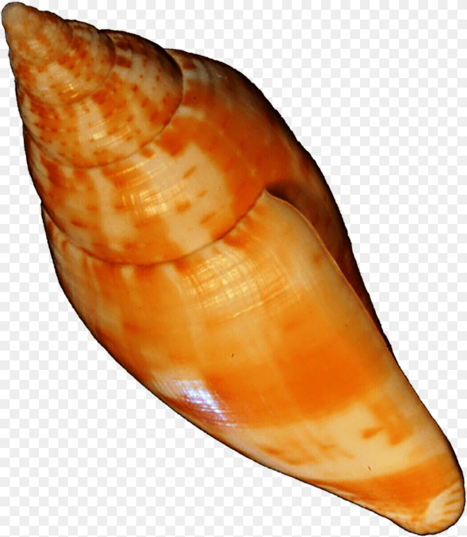 Orange Seashell By Jeanicebartzen27 Orange Sea Shell, Animal, Invertebrate, Sea Life, Conch Free Png