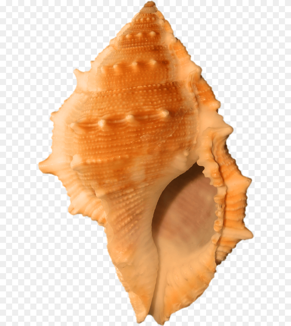 Orange Seashell Lovely Seashell Journal, Animal, Invertebrate, Sea Life, Conch Free Transparent Png