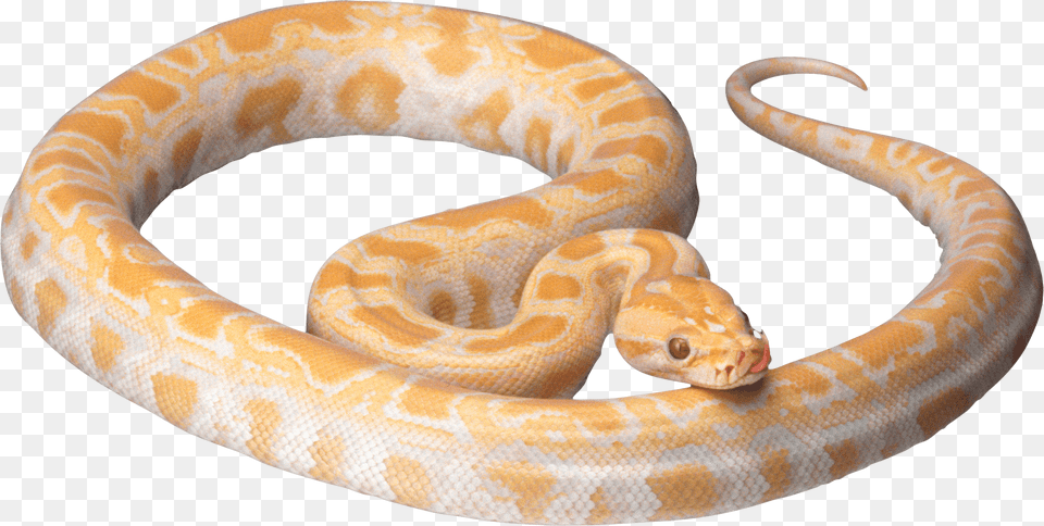 Orange Snake, Animal, Reptile, Rock Python Png Image