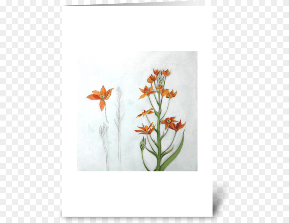 Orange Star Greeting Card Orange Lily, Plant, Art, Painting, Flower Png Image