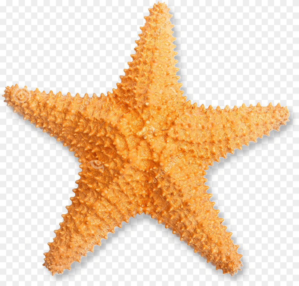 Orange Starfish, Animal, Sea Life, Invertebrate Free Transparent Png