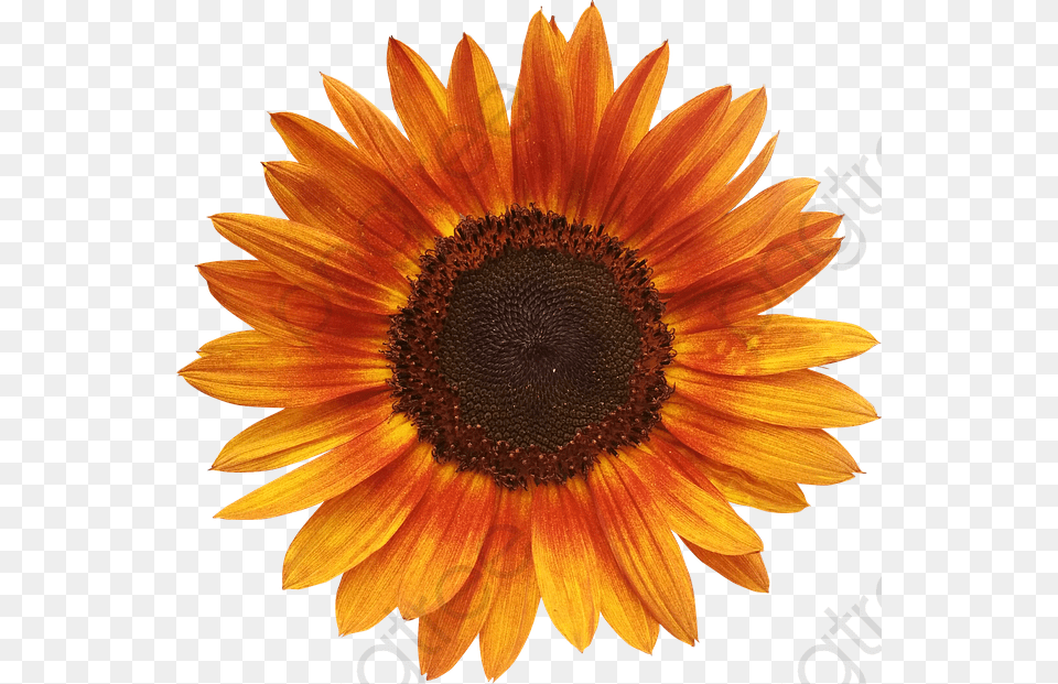 Orange Sunflower Background, Flower, Plant, Daisy Free Transparent Png
