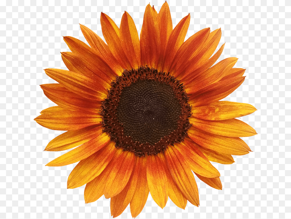 Orange Sunflowers Orange Sunflower Tapestry, Daisy, Flower, Plant Png Image