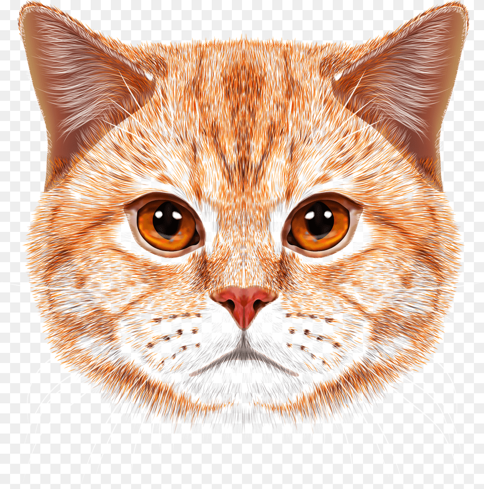 Orange Tabby Cat Face, Book, Comics, Publication, Baby Png Image