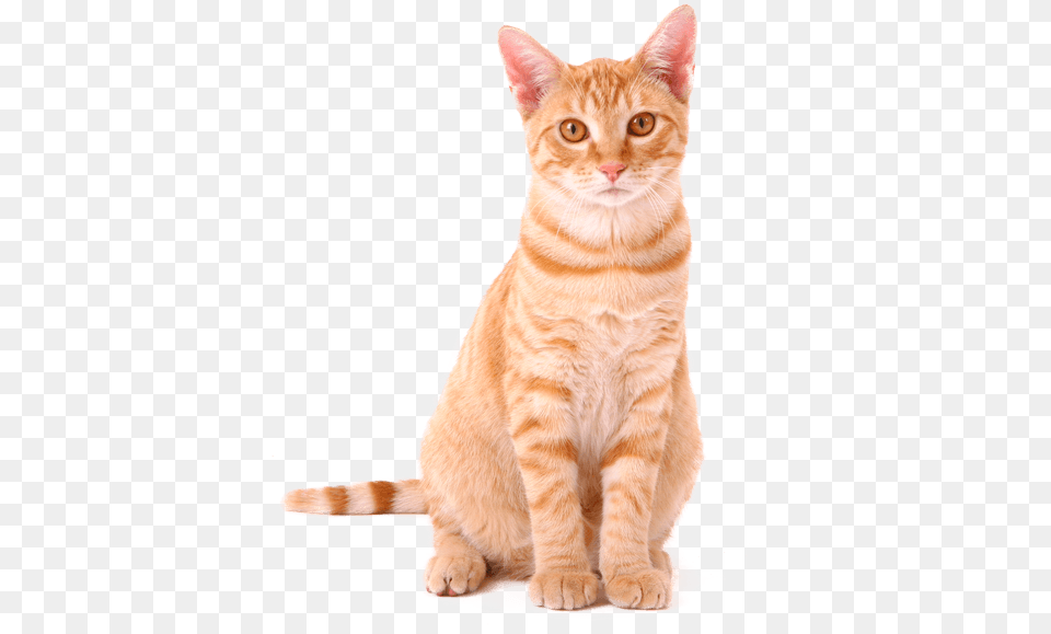 Orange Tabby Cat Sureflap Dual Scan Microchip Cat Door, Animal, Mammal, Pet, Manx Free Transparent Png